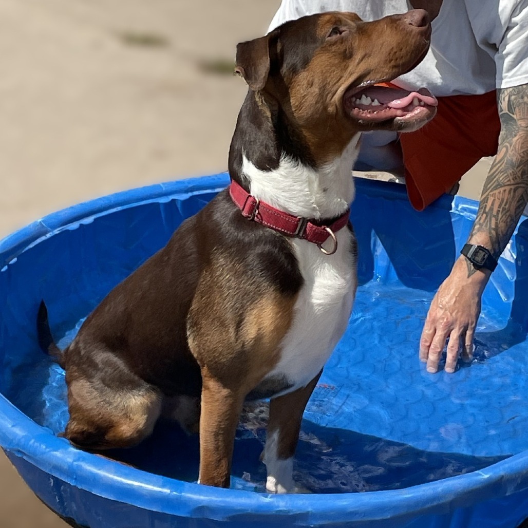 Buddy 240464, an adoptable Mixed Breed in Escanaba, MI, 49829 | Photo Image 4