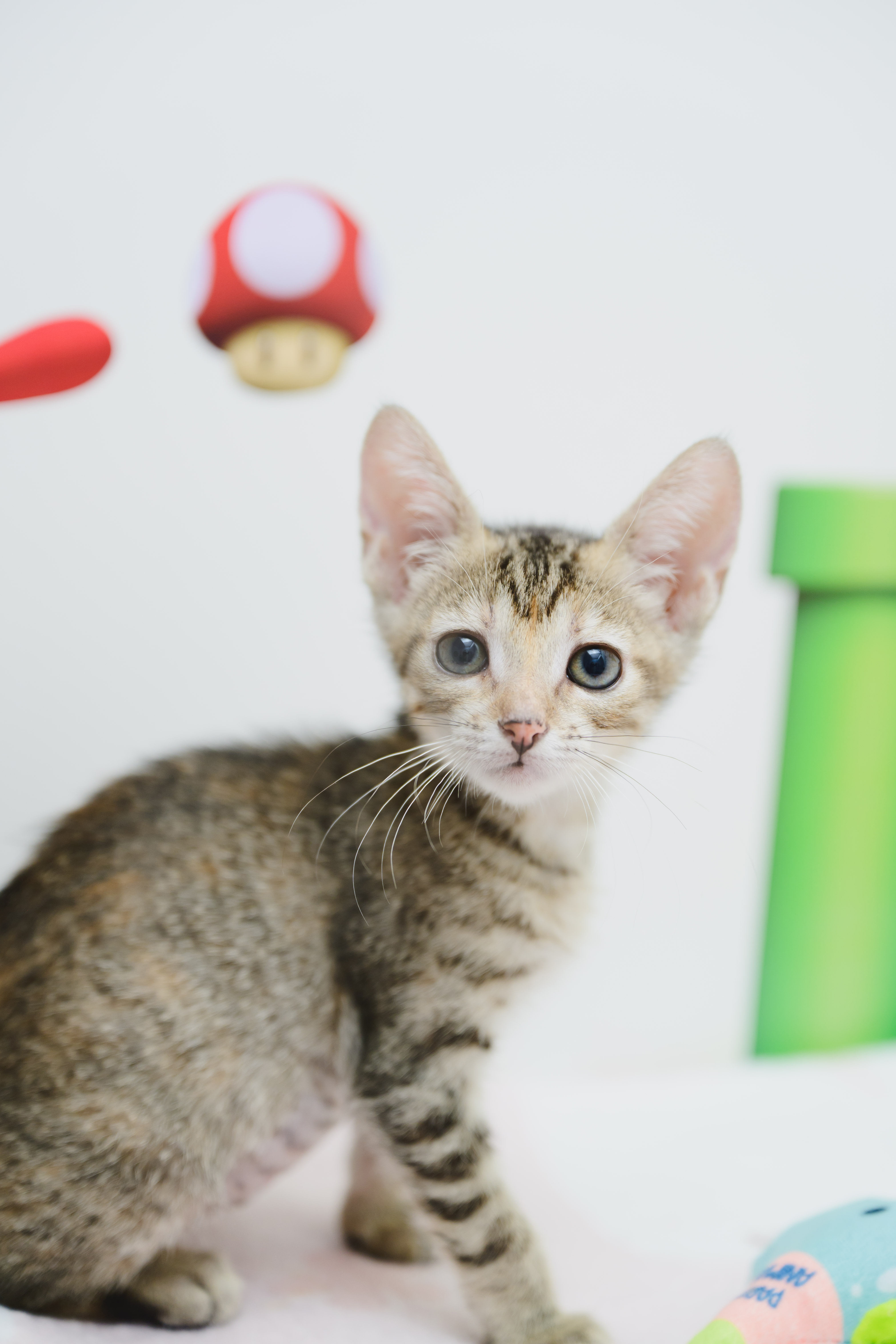 Greyson, an adoptable Domestic Short Hair in Honolulu, HI, 96826 | Photo Image 1