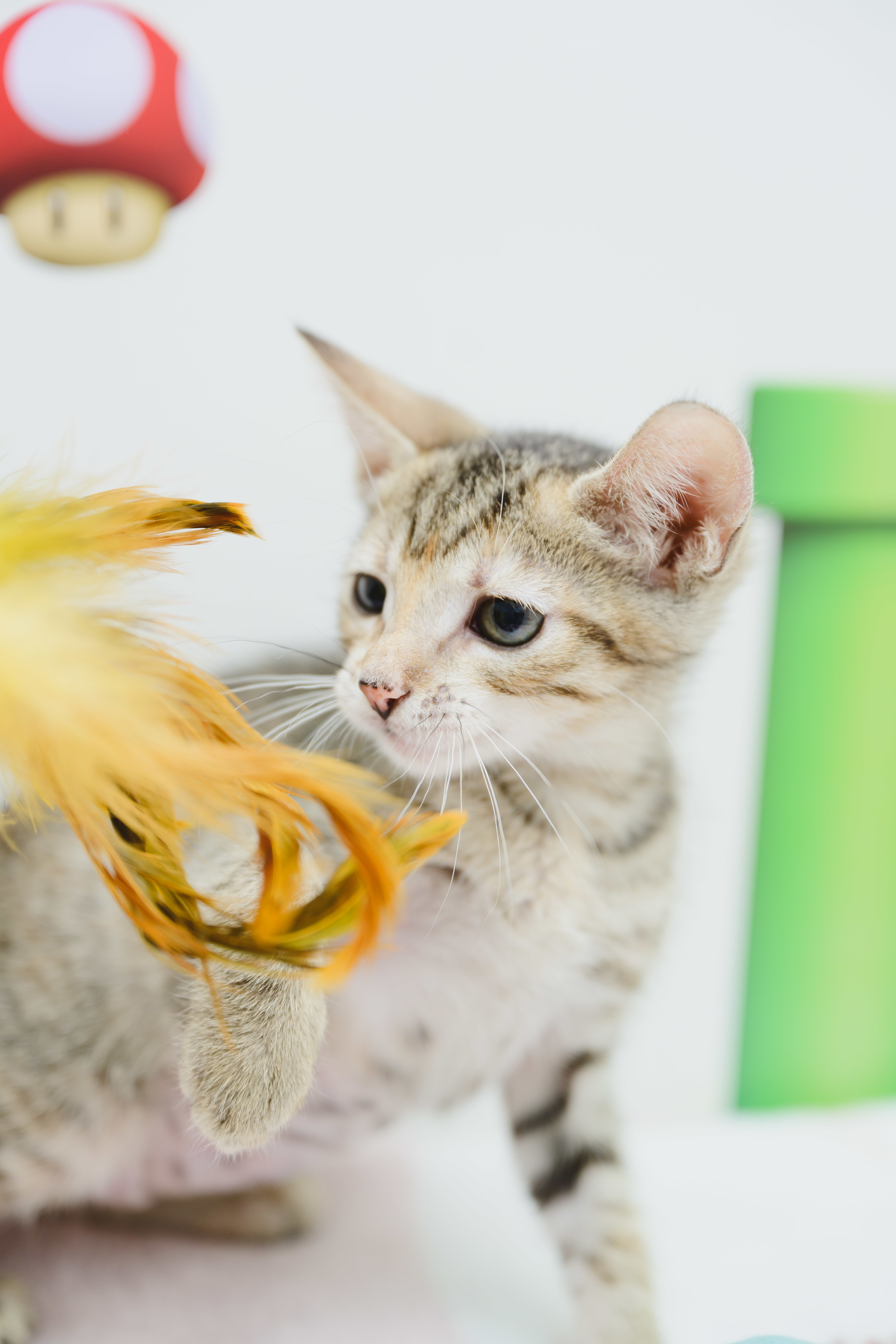 Greyson, an adoptable Domestic Short Hair in Honolulu, HI, 96826 | Photo Image 2