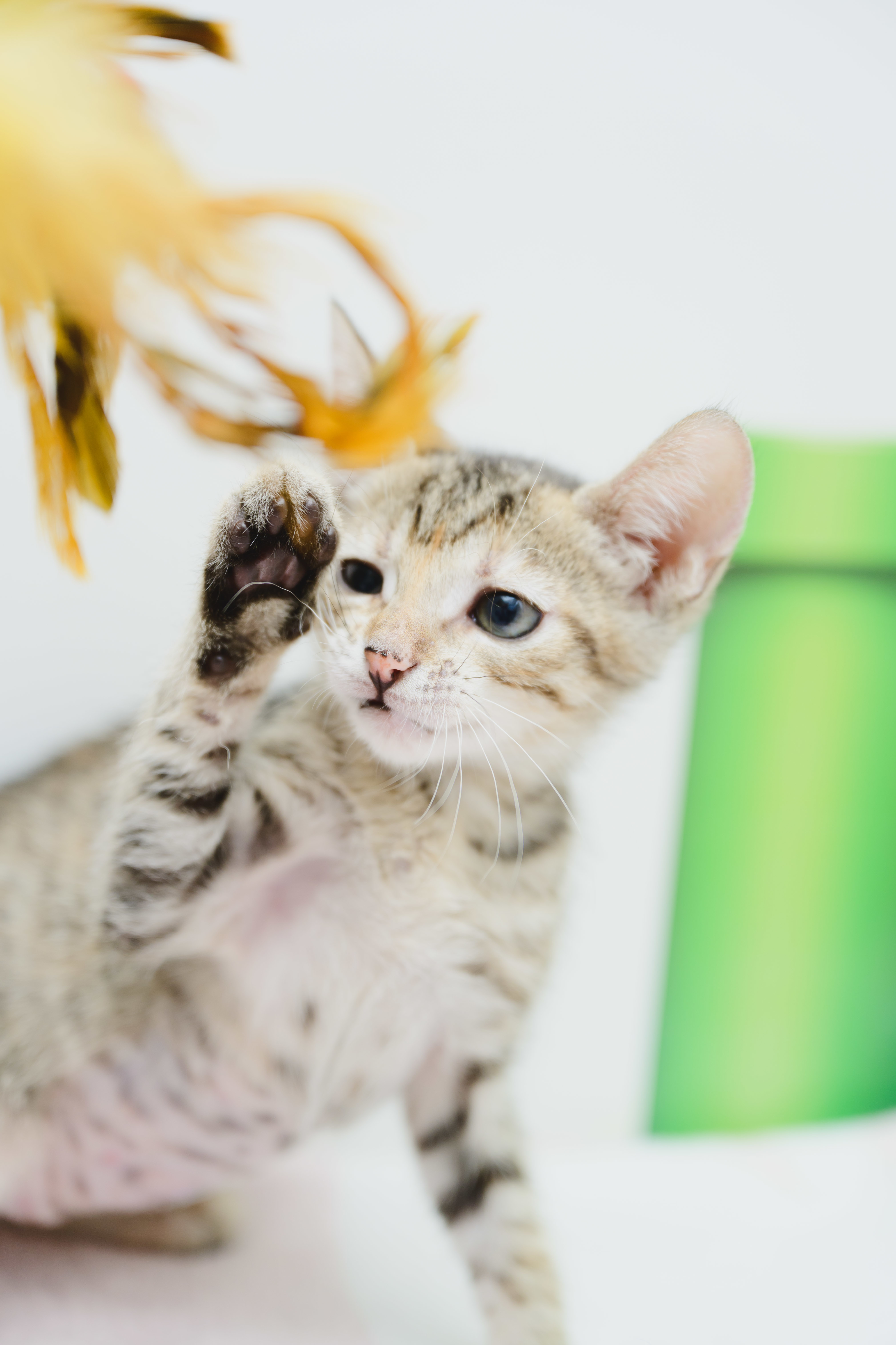 Greyson, an adoptable Domestic Short Hair in Honolulu, HI, 96826 | Photo Image 3
