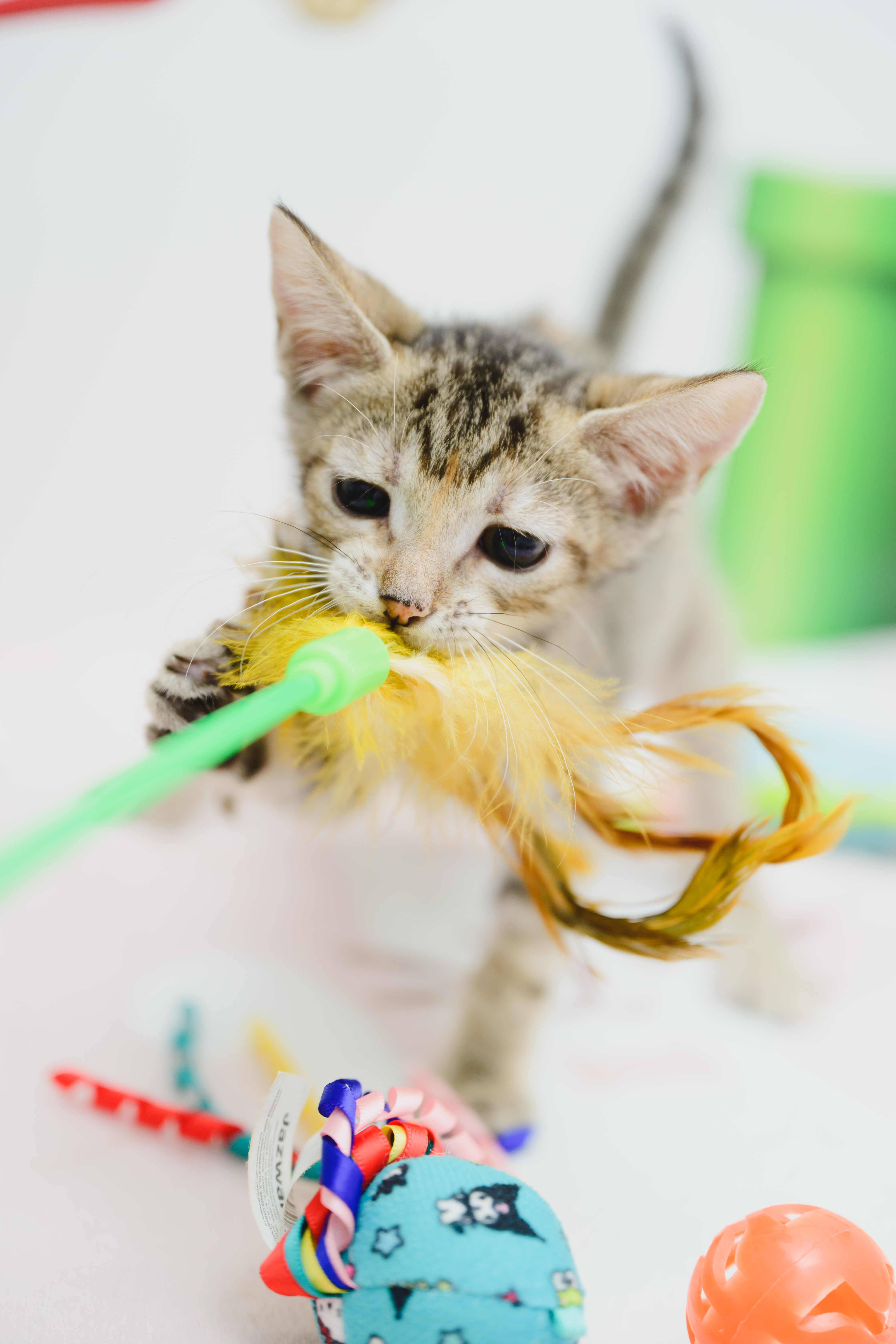 Greyson, an adoptable Domestic Short Hair in Honolulu, HI, 96826 | Photo Image 4