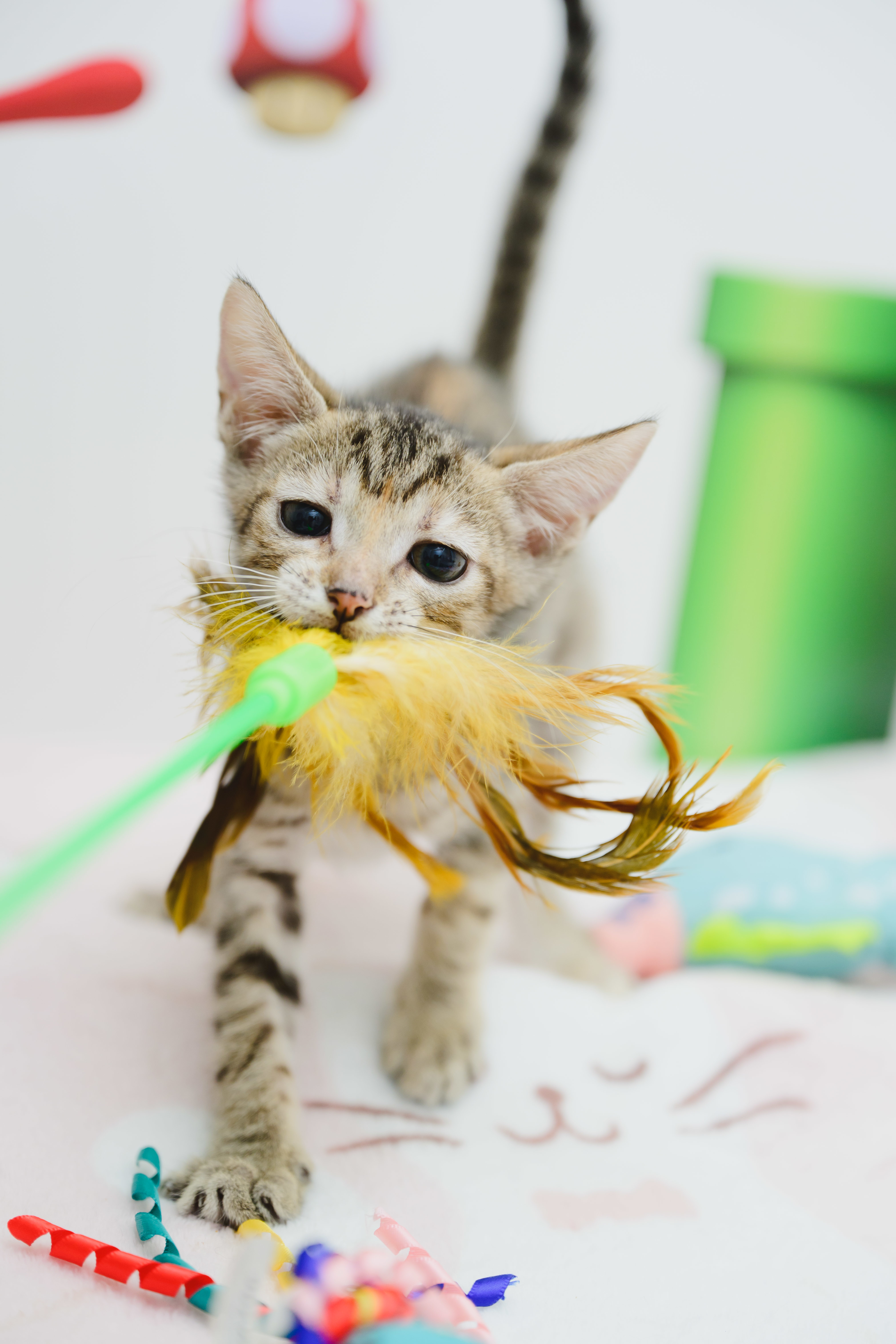 Greyson, an adoptable Domestic Short Hair in Honolulu, HI, 96826 | Photo Image 5