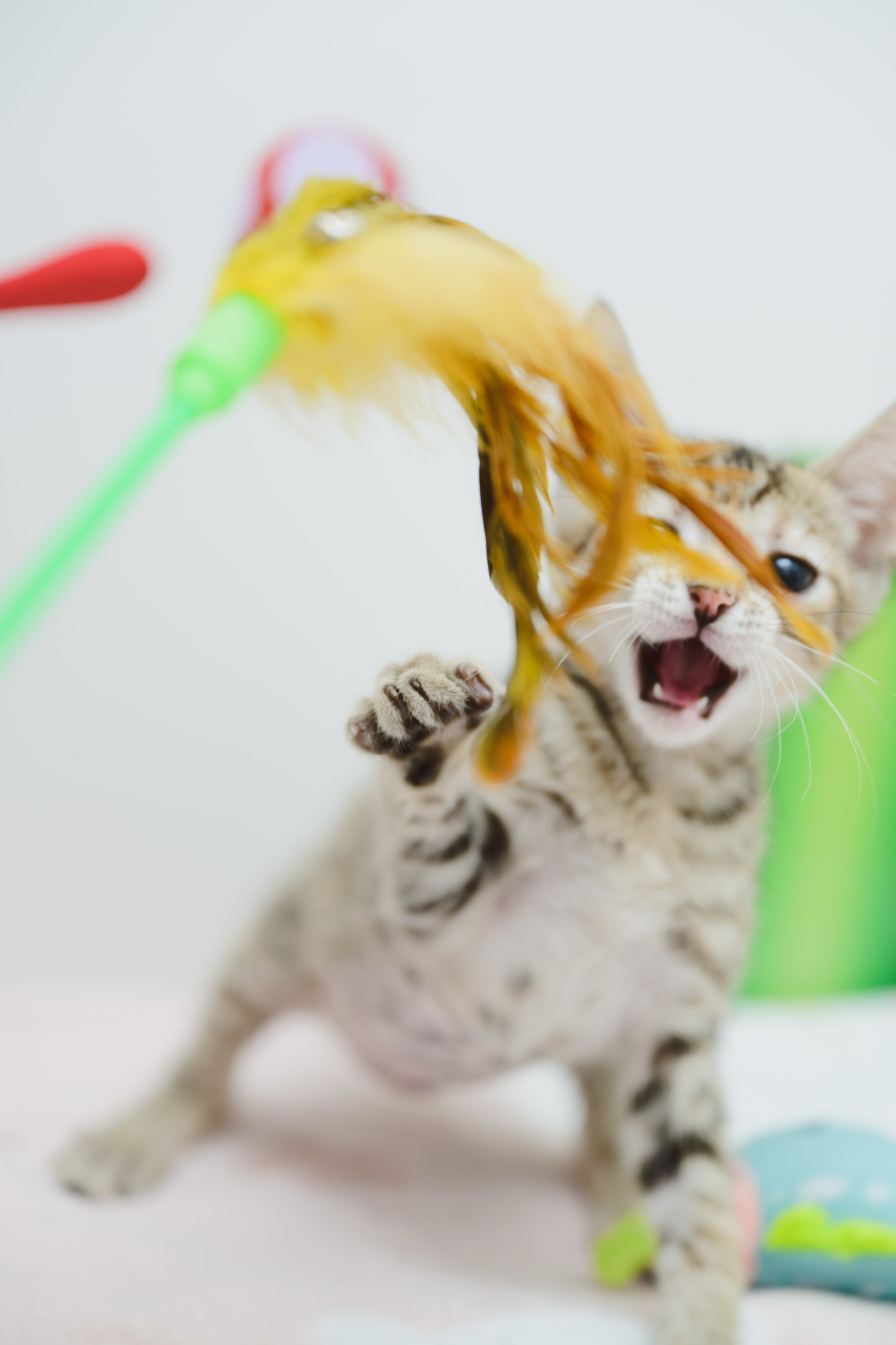 Greyson, an adoptable Domestic Short Hair in Honolulu, HI, 96826 | Photo Image 6
