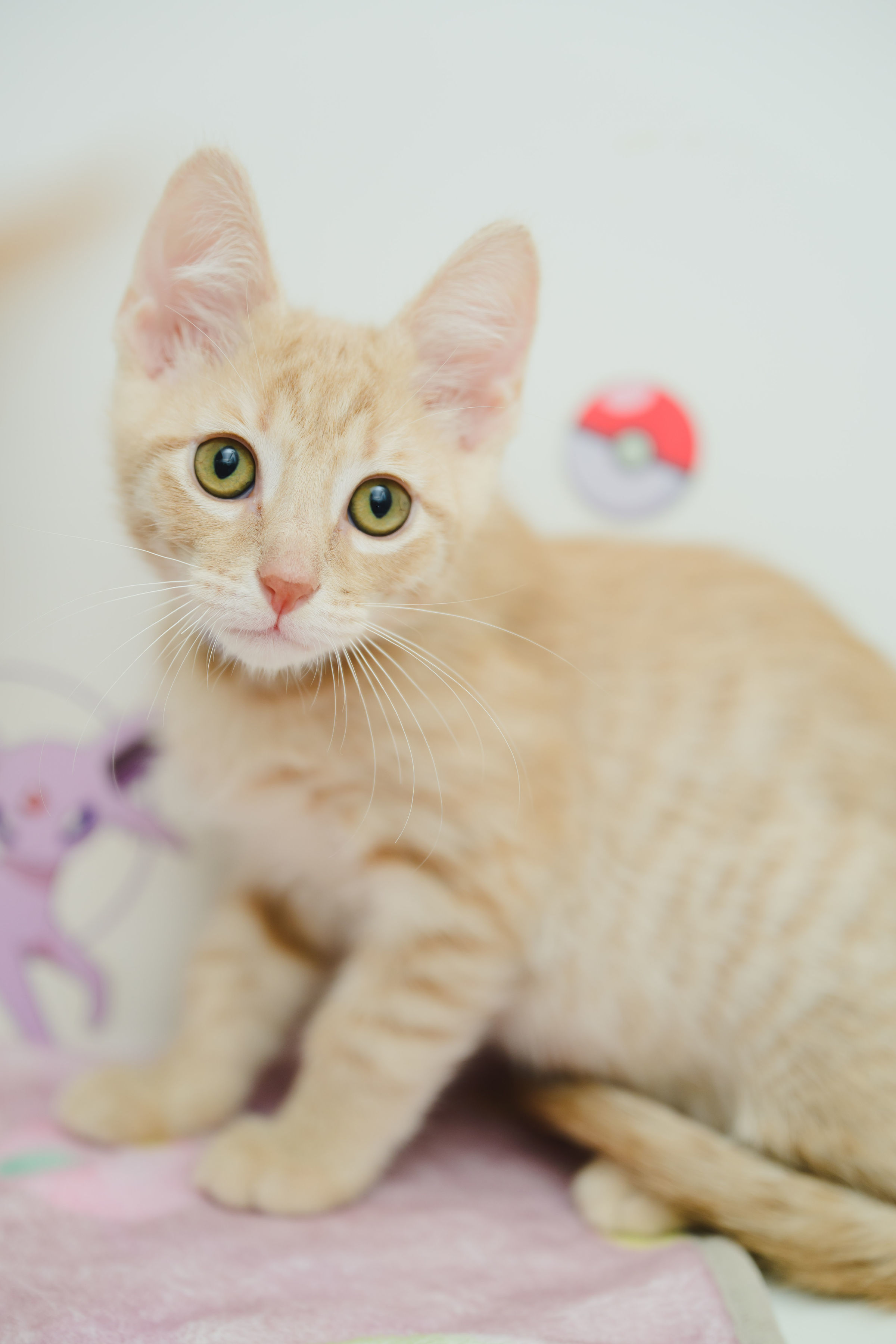 Laramie (Palama Purple), an adoptable Domestic Short Hair in Honolulu, HI, 96826 | Photo Image 1