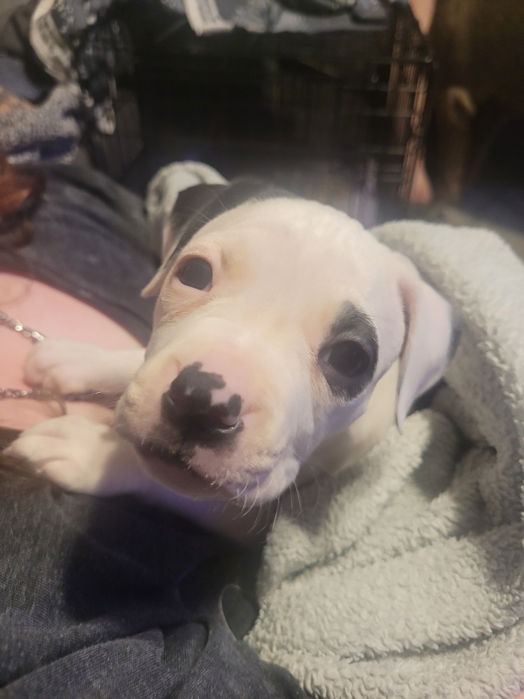 Oakley