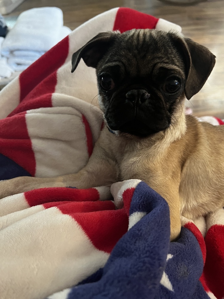 Pugly
