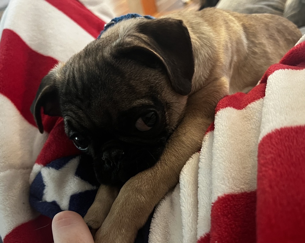 Pugly