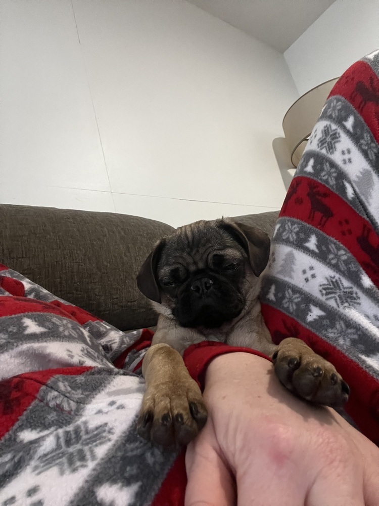 Pugly