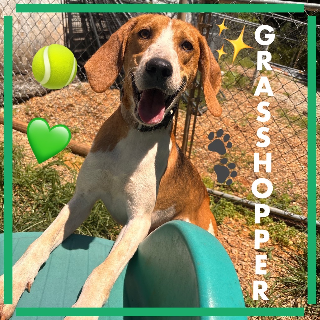 Grasshopper