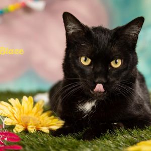 Blaze, Adult Male Domestic Long Hair