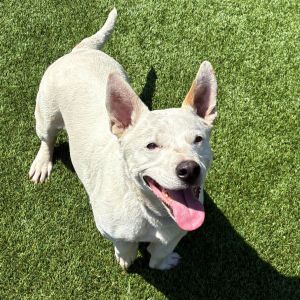 Sparky is a 40-pound spark of joy who has a smile that nourishes you all day long He is a