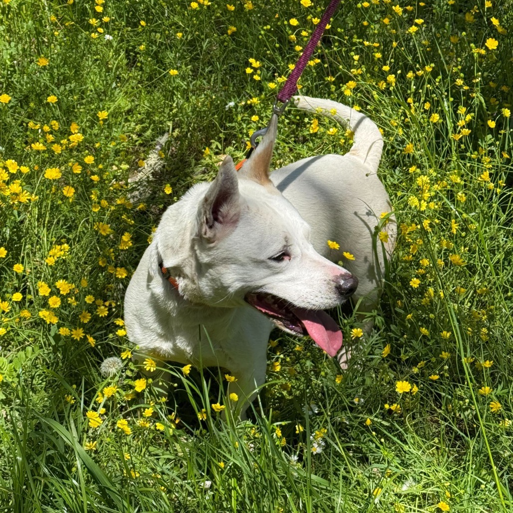 Sparky