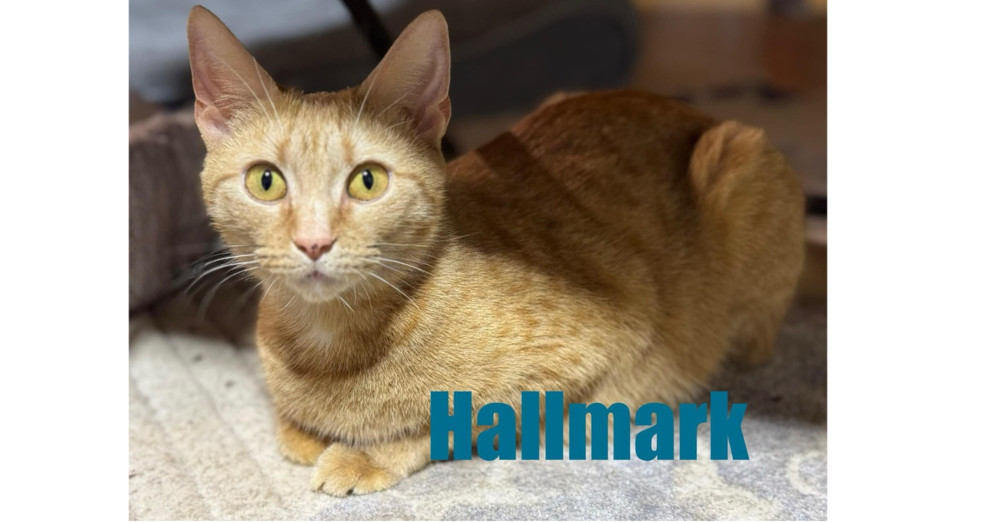 Hallmark