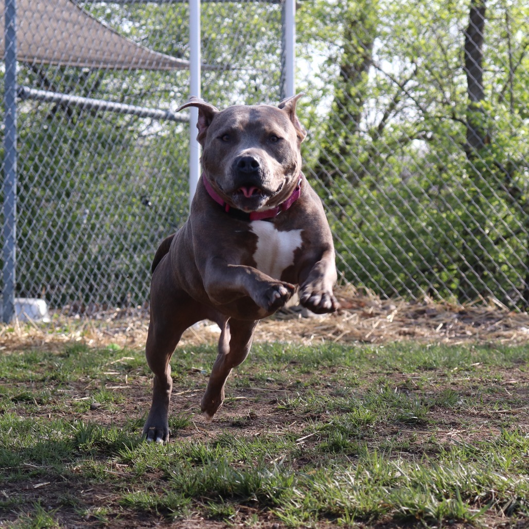 Bruno