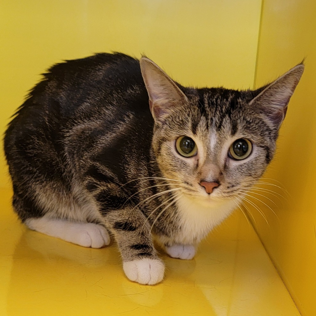 Lulu, an adoptable Domestic Short Hair in Abilene, TX, 79602 | Photo Image 2