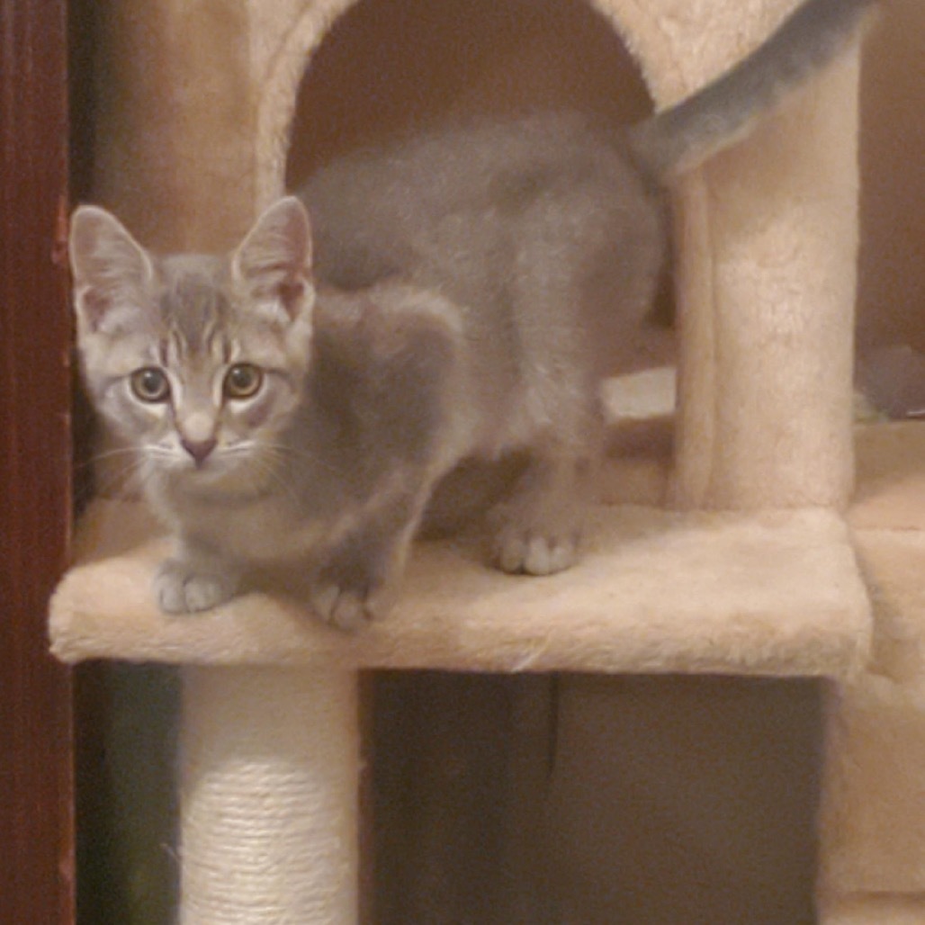 Neo, an adoptable Domestic Short Hair in Estacada, OR, 97023 | Photo Image 2