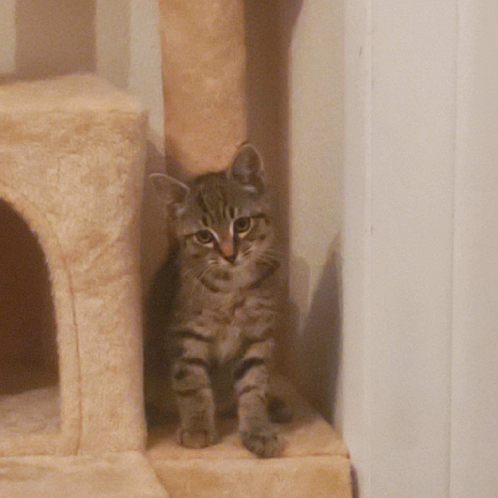 Morpheus, an adoptable Domestic Short Hair in Estacada, OR, 97023 | Photo Image 2