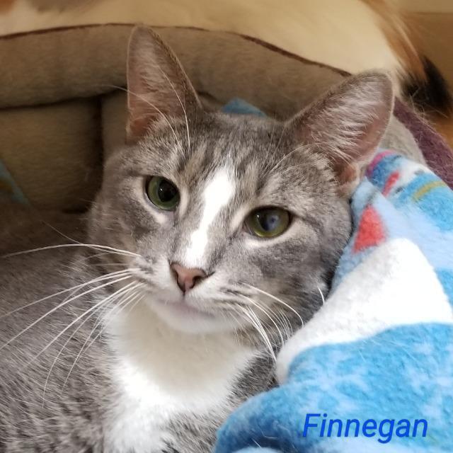 Finnegan