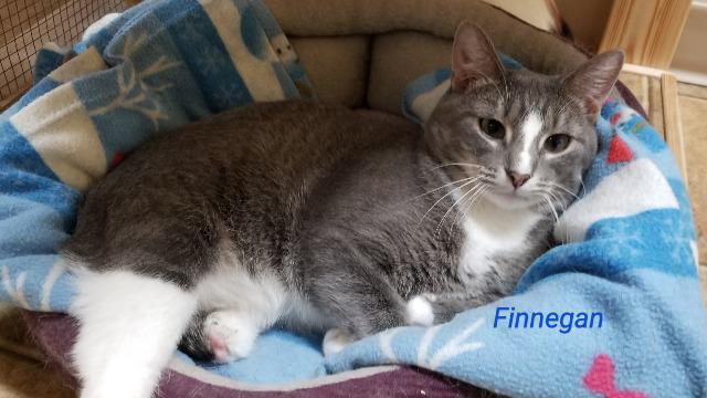 Finnegan