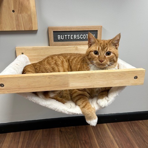 Butterscotch