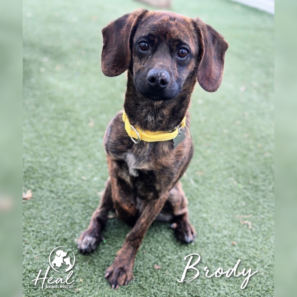 Brody