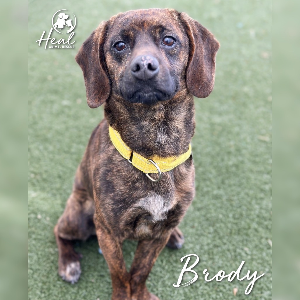 Brody