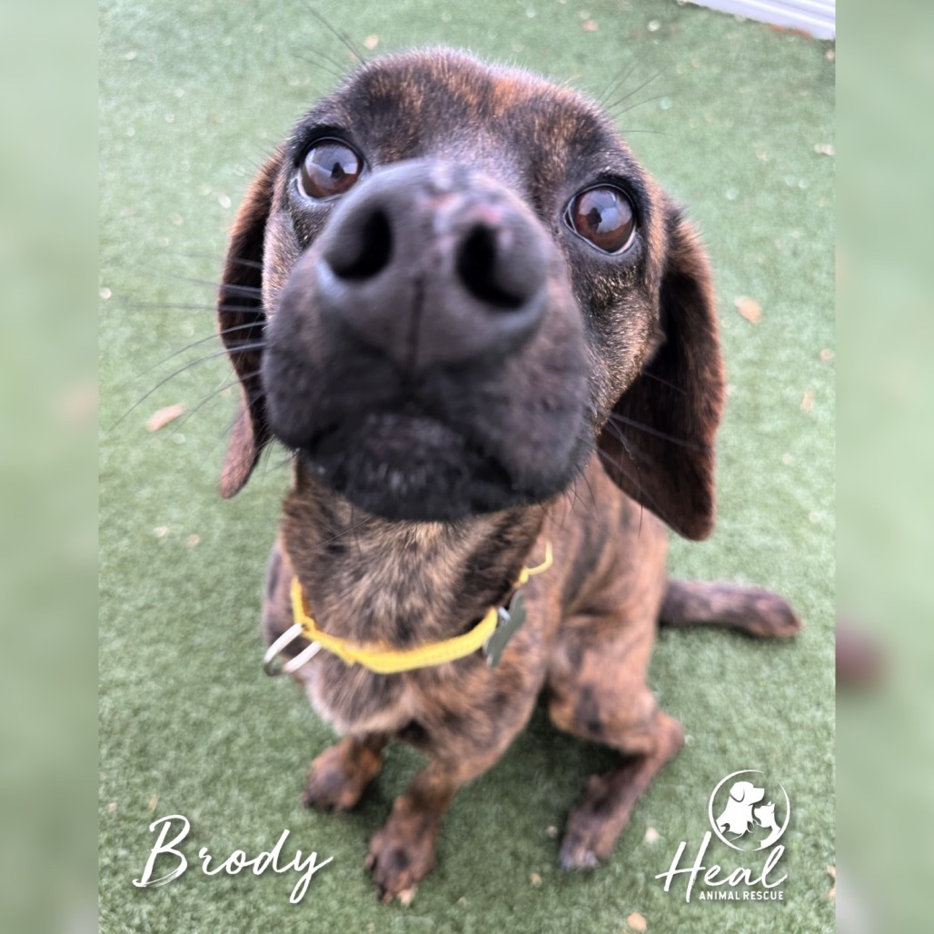 Brody