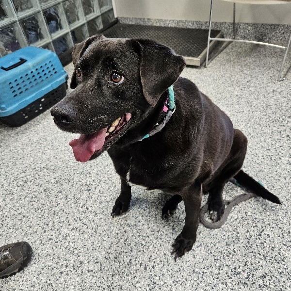 Marge, an adoptable Black Labrador Retriever in Kingman, KS, 67068 | Photo Image 1
