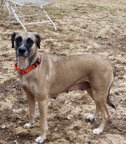 Lavender, an adoptable Mixed Breed in Rhinelander, WI, 54501 | Photo Image 1