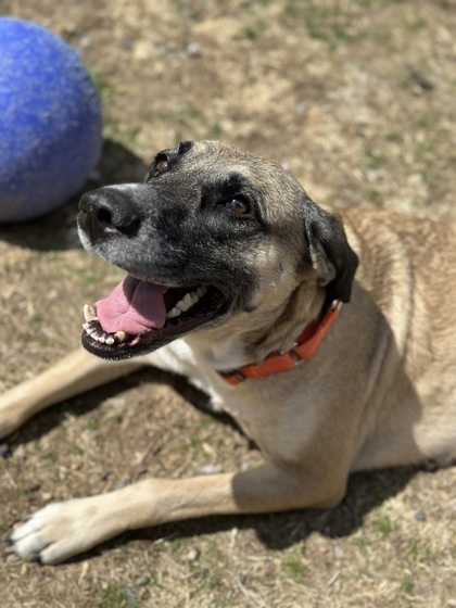 Lavender, an adoptable Mixed Breed in Rhinelander, WI, 54501 | Photo Image 1