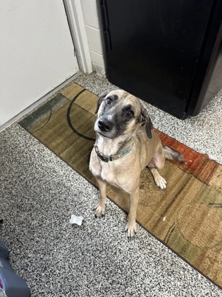 Lavender, an adoptable Mixed Breed in Rhinelander, WI, 54501 | Photo Image 2