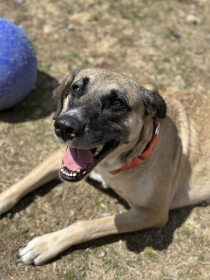 Lavender, an adoptable Mixed Breed in Rhinelander, WI, 54501 | Photo Image 2