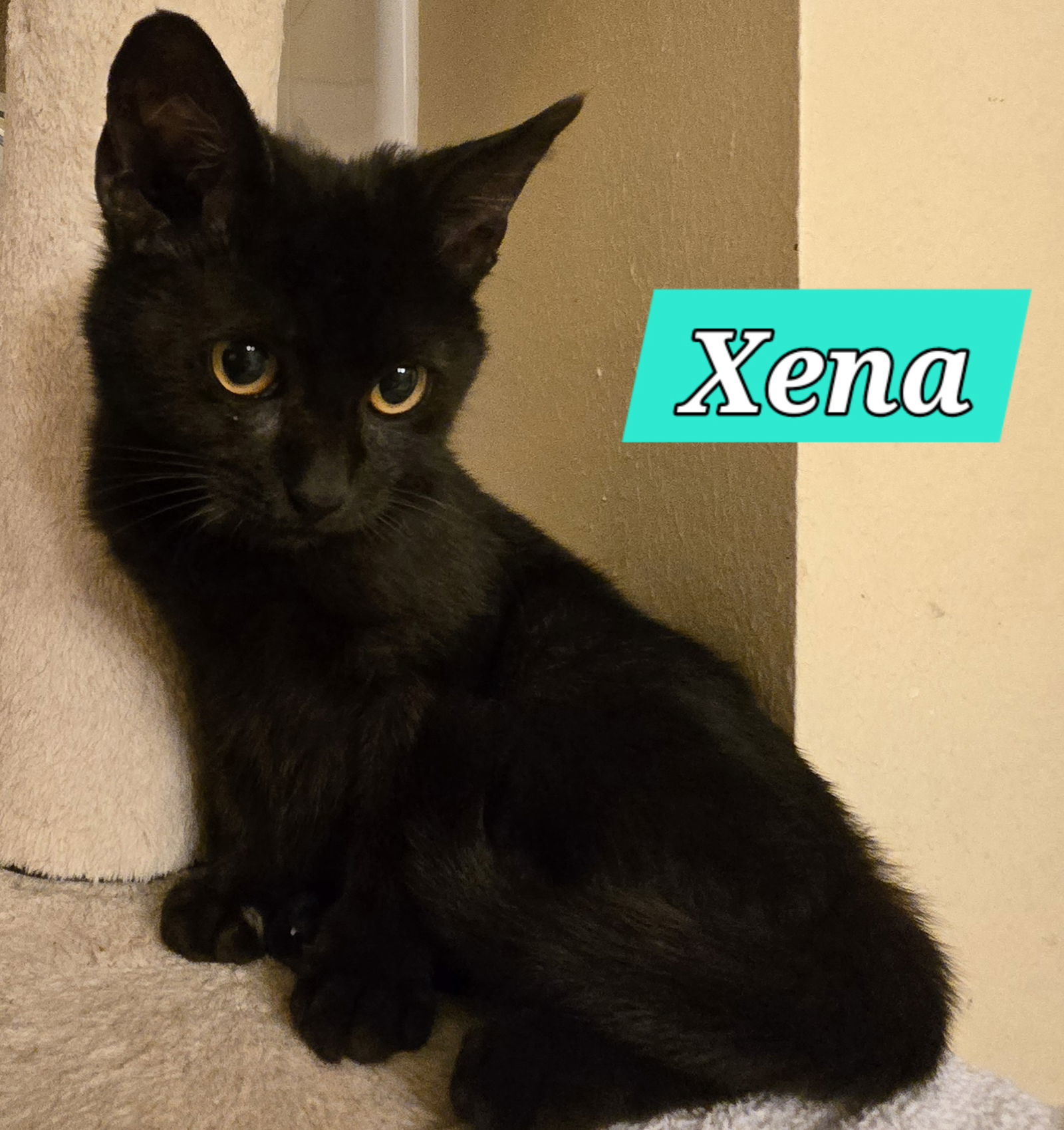 XENA