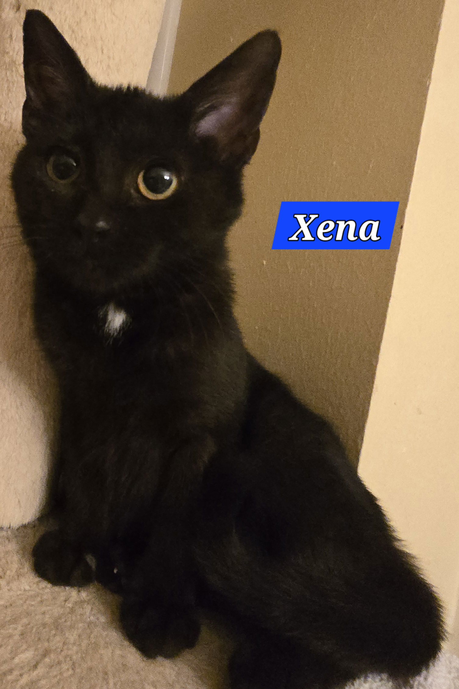 XENA