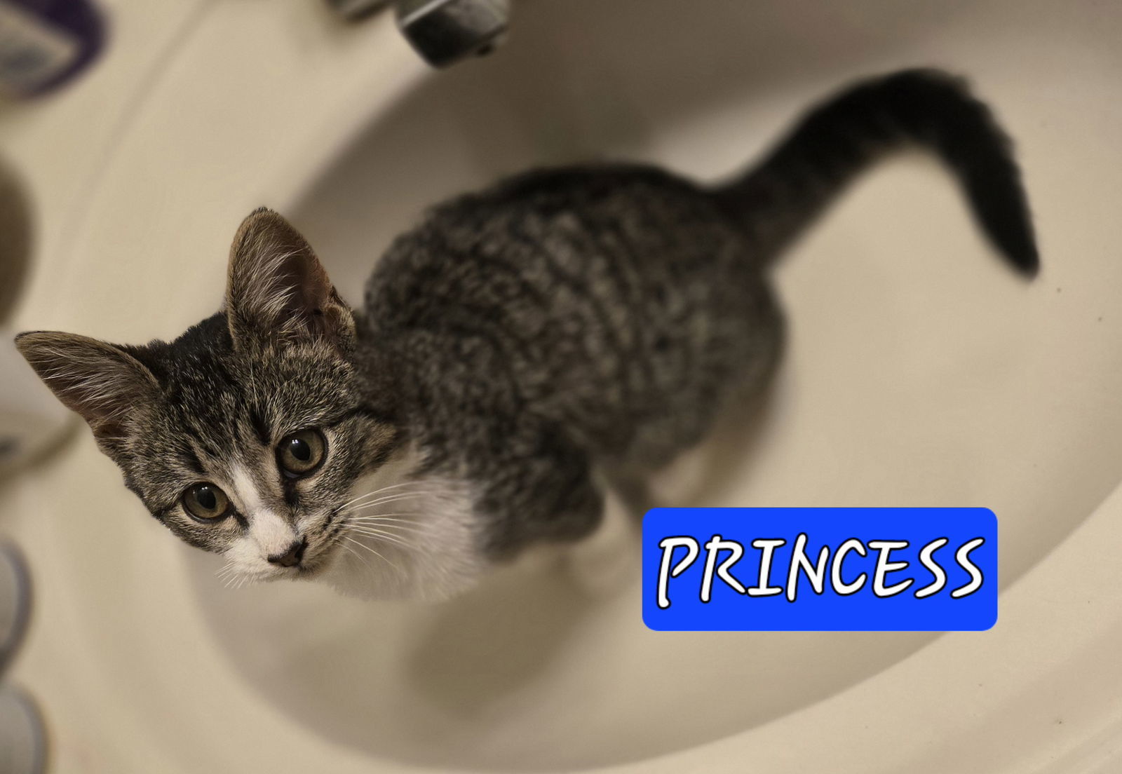PRINCESS