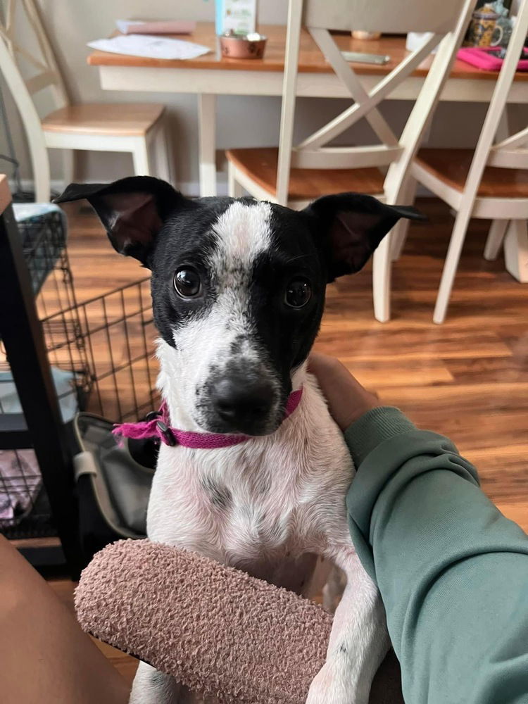 Dolly ( Archie)