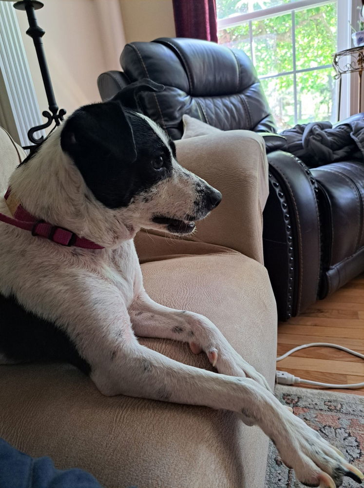 Dolly ( Archie)
