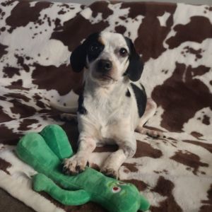 Delilah is a super sweet dog who gets along great with other dogs and children She is about 2 years