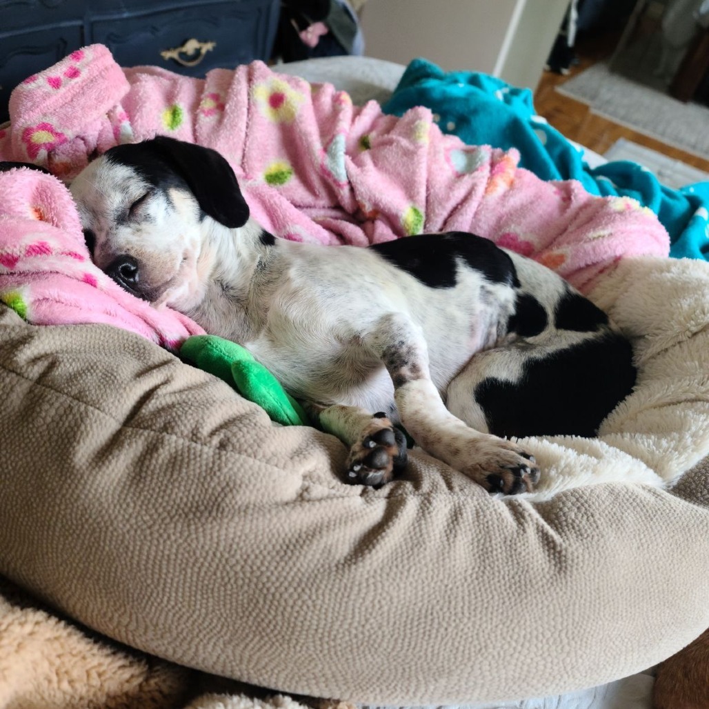 Delilah Photo