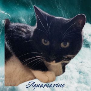 Aquamarine, Adult Female unknown