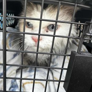 Crab Cake, Senior Male Domestic Long Hair
