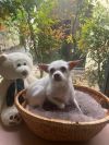 Chloe photo 2