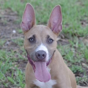 Hi my name is Ozuna I came to PAWS4you with my siblings I am a typical happy playful puppy I