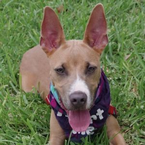 Hi my name is Ozuna I came to PAWS4you with my siblings I am a typical happy playful puppy I