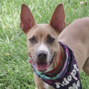 Hi my name is Ozuna I came to PAWS4you with my siblings I am a typical happy playful puppy I