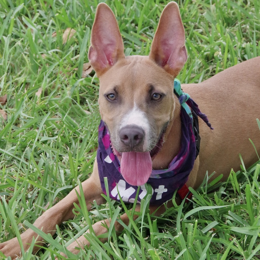 Puppy Ozuna