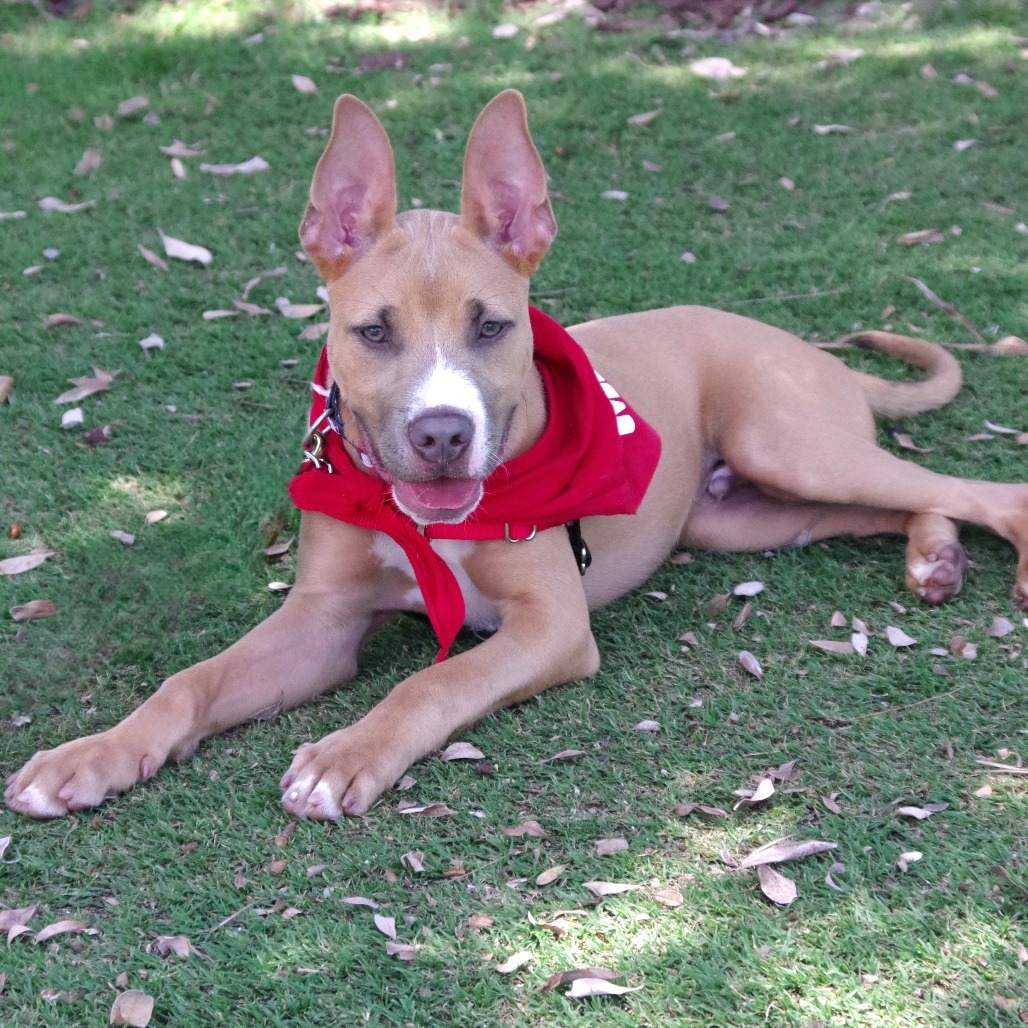 Puppy Ozuna