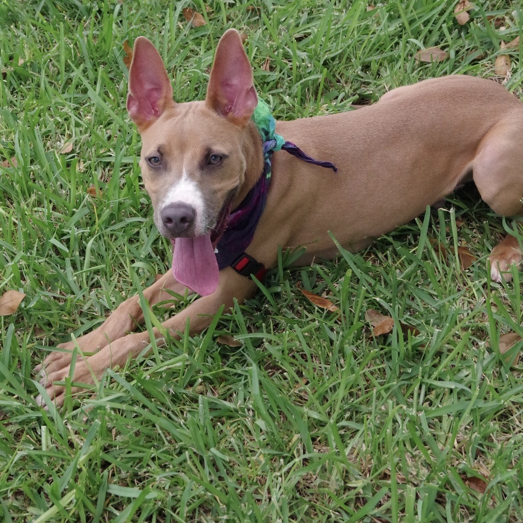 Puppy Ozuna