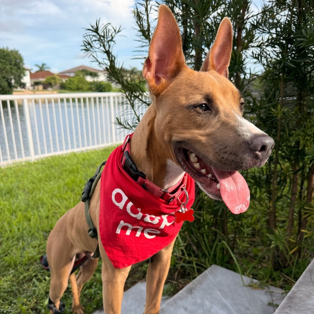 Puppy Ozuna
