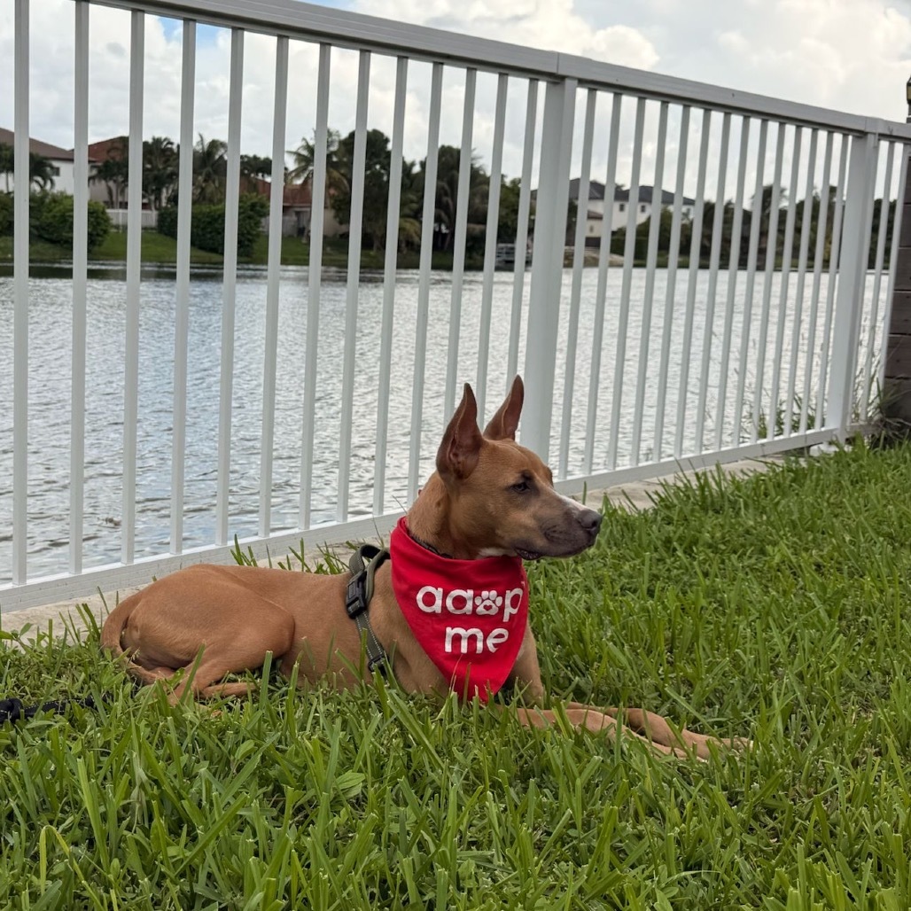 Puppy Ozuna